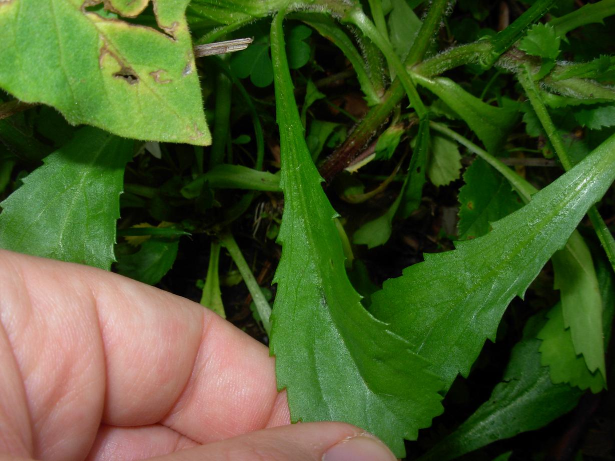 Coleostephus myconis (L.) Rchb. f. / Margherita gialla